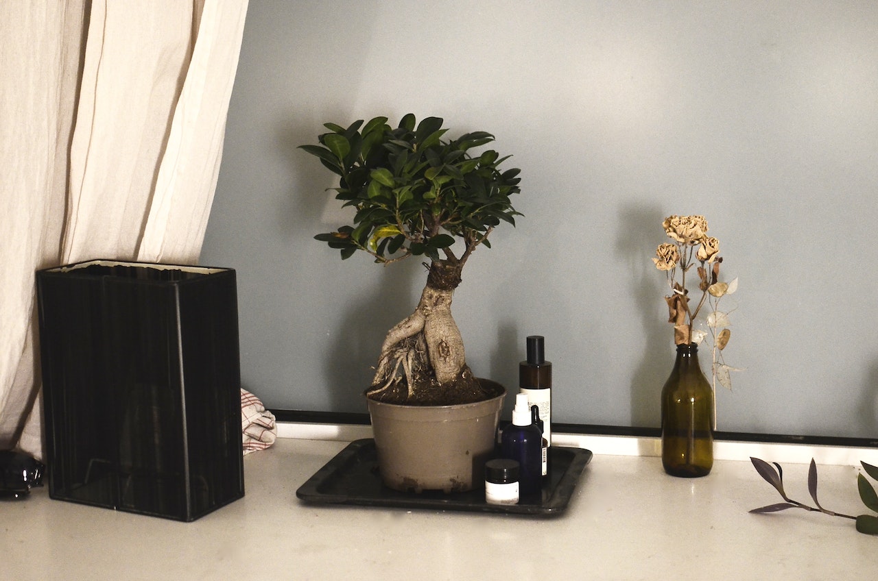 małe drzewko bonsai w domu